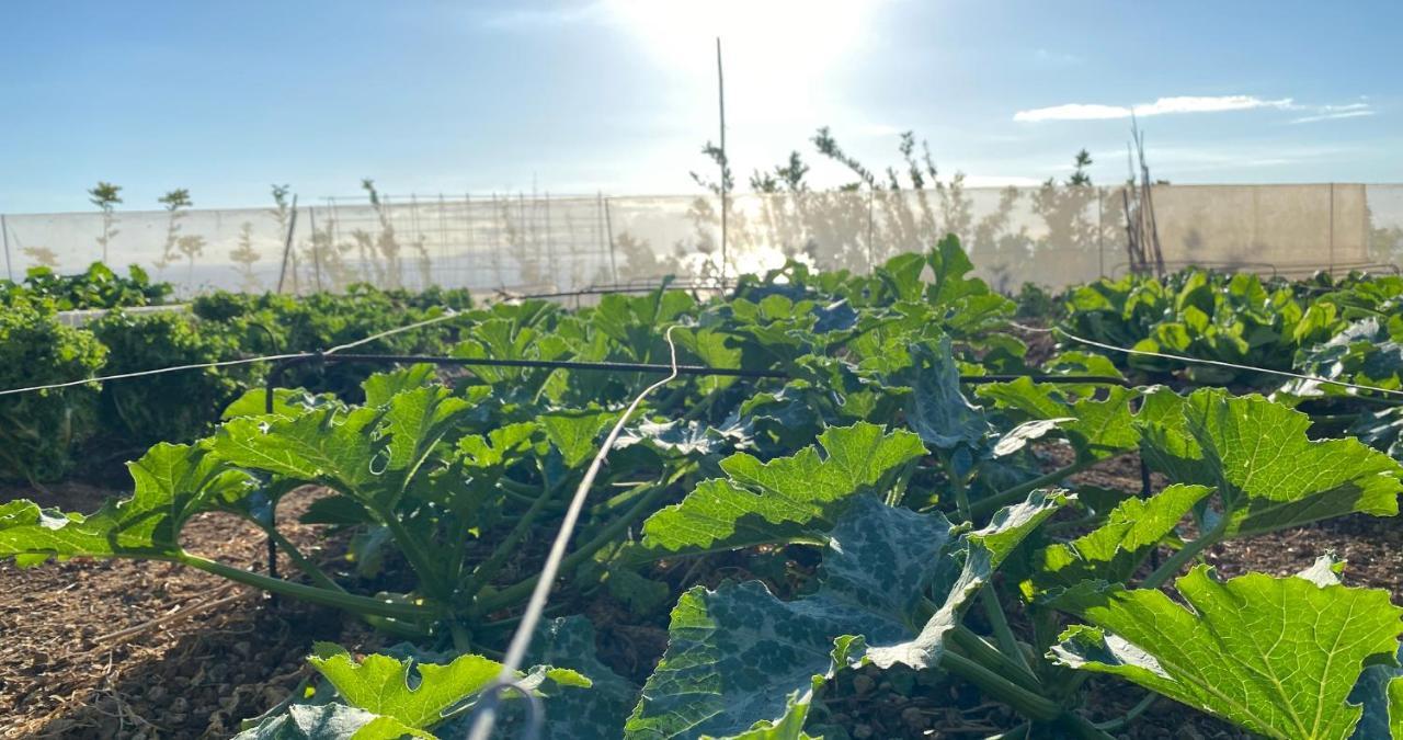 Finca Gaia La Segunda Guia de Isora  Ngoại thất bức ảnh