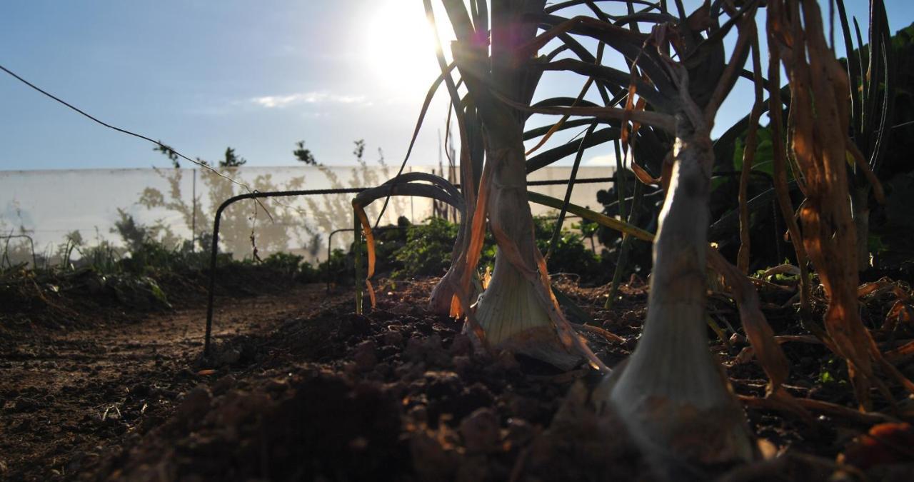 Finca Gaia La Segunda Guia de Isora  Ngoại thất bức ảnh