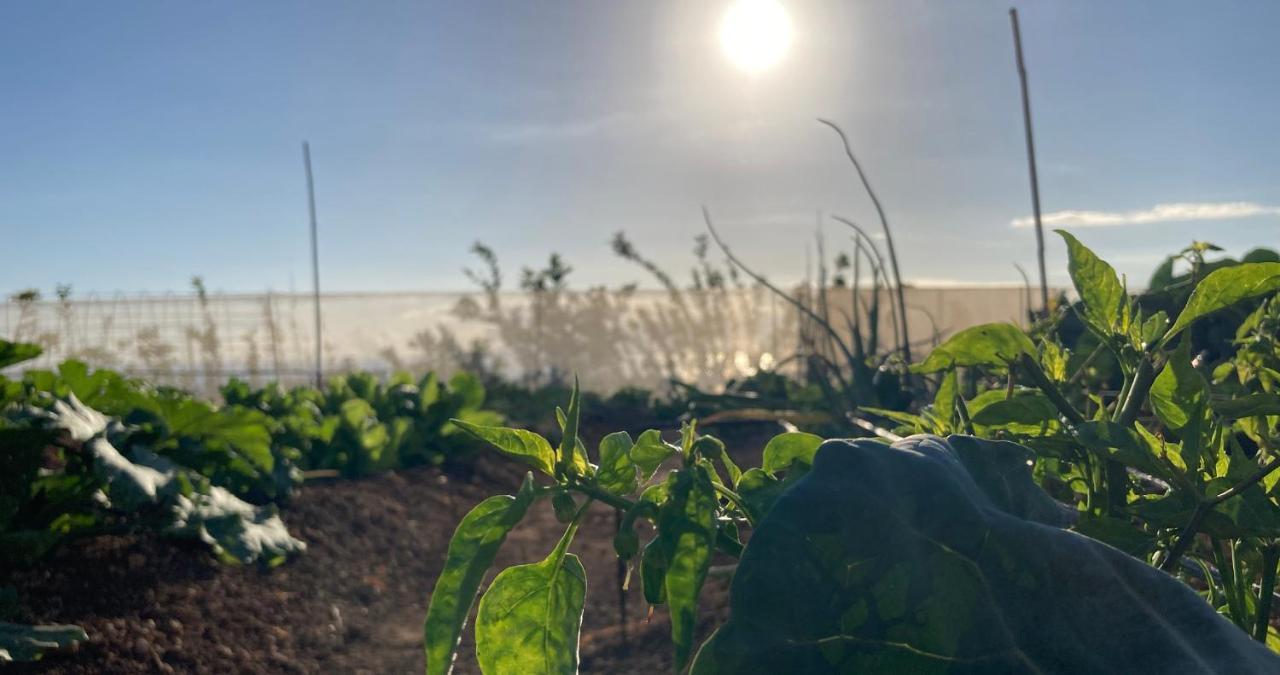 Finca Gaia La Segunda Guia de Isora  Ngoại thất bức ảnh